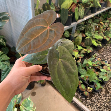 Anthurium RVDP x Black Muscle