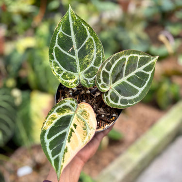 Anthurium Red Crystallinum Hybrid Variegated