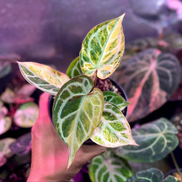 Anthurium Red Space