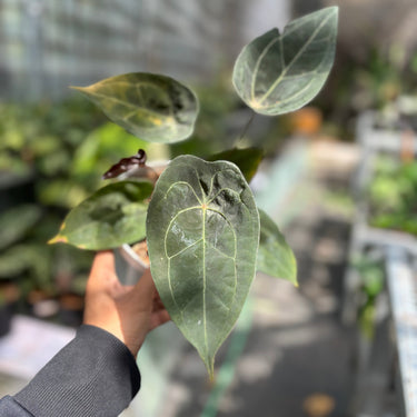 Anthurium Red Spider