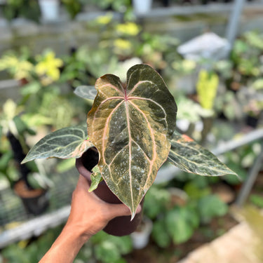 Anthurium Scarlet Moon Variegated