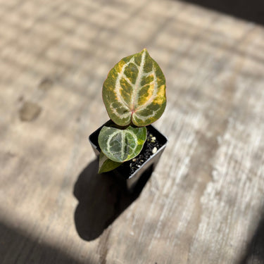 Anthurium Tortoise King Variegated - A small potted variegated plant with green and yellow leaves, sitting on a weathered wooden surface in direct sunlight.