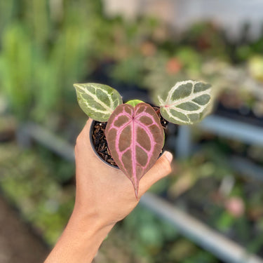 Anthurium Tortoise King X KOS
