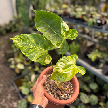 Anthurium Veitchii Variegated