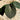 Anthurium king of spades