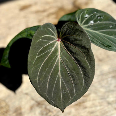 Anthurium king of spades
