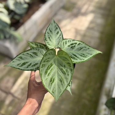 Anthurium silver chrome