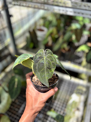 PS0935 Anthurium Forgetii x BOB Variegated