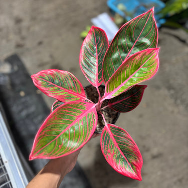 Aglaonema Khanza