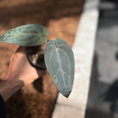 Anthurium Dark & Handsome
