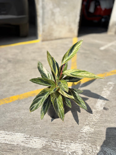 Calathea Magicstar Variegated - Plantstop.us
