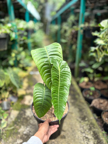 Anthurium king veitchii - mature size - Plantstop.us