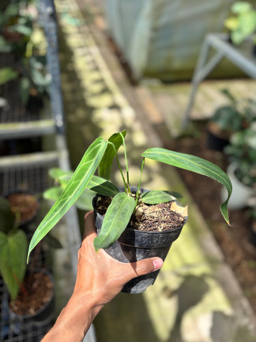 PS0925 Anthurium Dark Mama