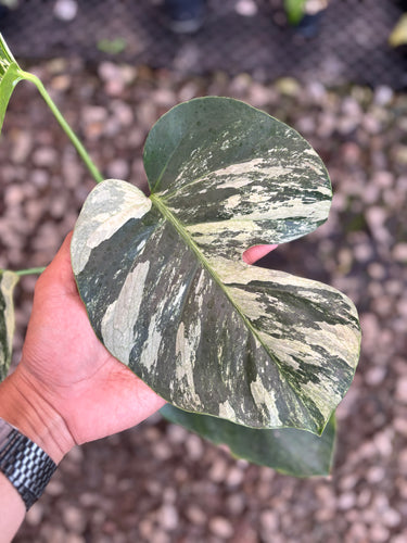Ps10-58 Monstera Jungle Mint Variegated
