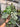 Ps10-58 Monstera Jungle Mint Variegated