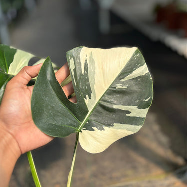 Monstera Jungle Mint Variegated
