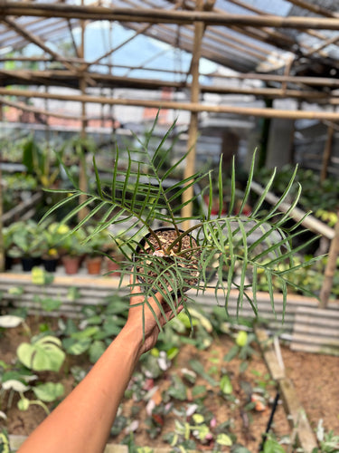 Philodendron Tortum