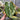Anthurium Magna x Hellboy Variegated