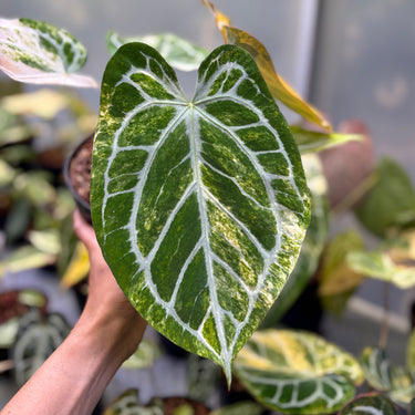 Anthurium Magna x Hellboy Variegated