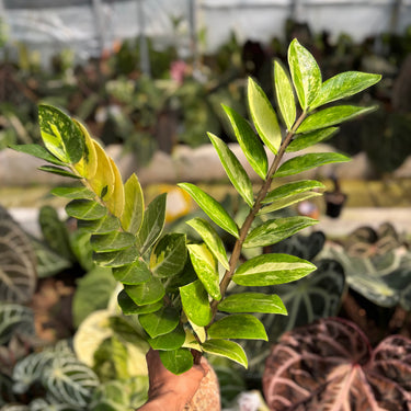 Zamioculcas Zamiifolia Variegated ( Zz Plant ) - 2 Stem