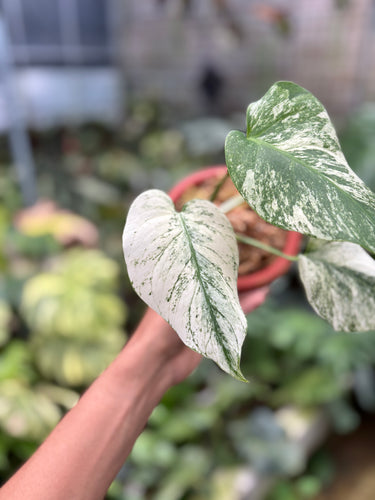 PS0938 Monstera White Monster