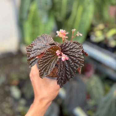 Begonia Blood Of Black Sp Papua