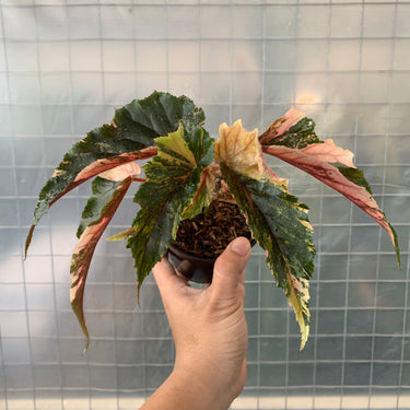Begonia Ginny Galaxy