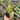 Philodendron Melanochrysum Variegated