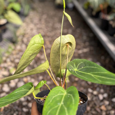 Anthurium Forgetii Long