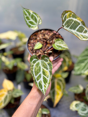 Anthurium Hellboy x Muchlis Rc Variegated