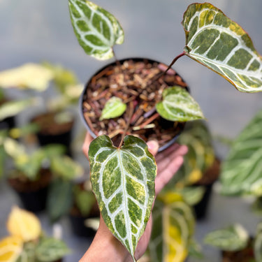 Anthurium Hellboy x Muchlis Rc Variegated