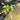 PS0921 Philodendron Florida Beauty - Mature