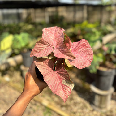 Syngonium Pink Candy