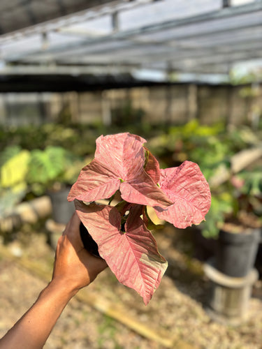 Syngonium Pink Candy