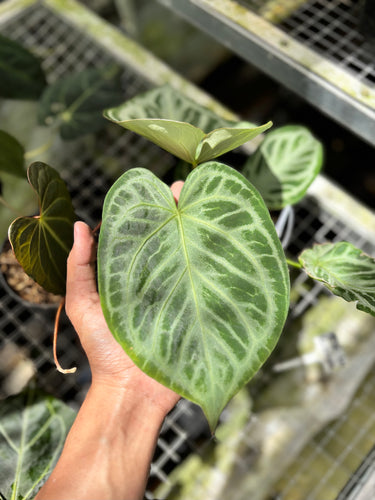PS0933 Anthurium Silver ButterFly - Mature