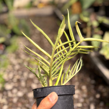 Philodendron Tortum Variegated