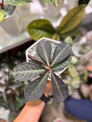 Labisia Serimbu