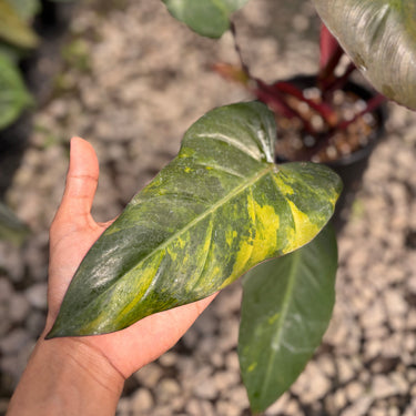 Philodendron Dark Lord Variegated