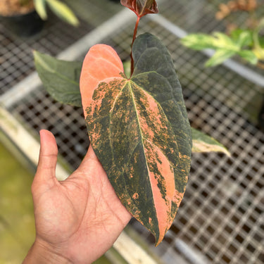 Anthurium Black Venom x RVDP Variegated