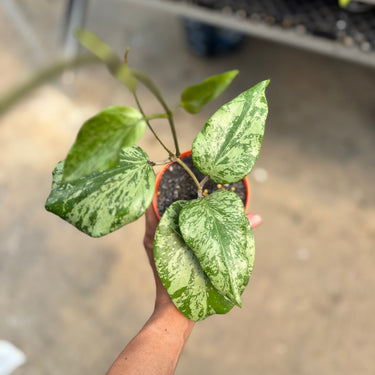 Hoya Sp 04 Silver