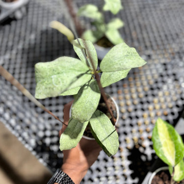 Hoya Ramona (Aff Vitellina x Callistophylla)