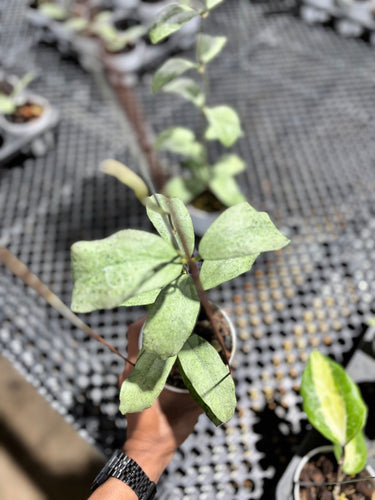 Hoya Ramona (Aff Vitellina x Callistophylla)