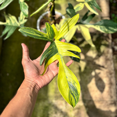 Philodendron Florida Beauty - Mature Size