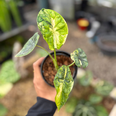 Alocasia Dragon Scale Variegated