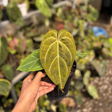 Anthurium Bvit x Michelle Variegated