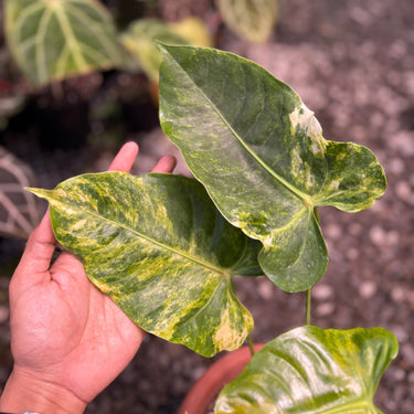 Anthurium Veitchii Variegated