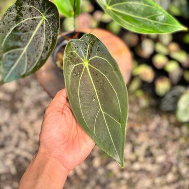 Ps10-07 Anthurium Forgetii Narrow