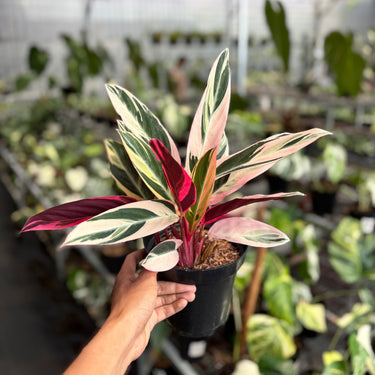 Calathea Triostar Variegated