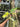Ps10-29 Philodendron Florida Beauty