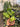 Anthurium Veitchii Variegated